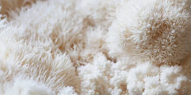 فطر عُرف الأسد